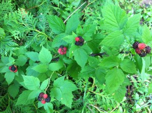 Warrenville Kitchen 391