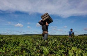 farm workers