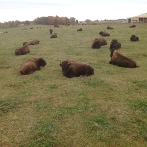 Bison outside of Fort Wayne Indiana