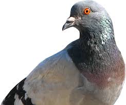 pigeon.jpg