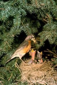 robin-bird-with-chicks-on-nest-367x544