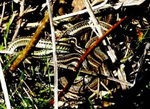 17626669_10154197866197434_8979553795951658612_n copy(2)