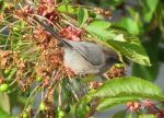 Bushtit