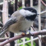 Chickadee