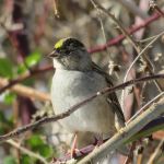 Golden Crowned Sparrow