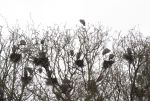 Great Blue Heron Rookery