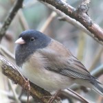 junco