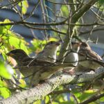 Juvenile House Sparrows