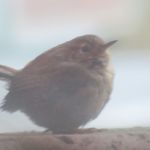 Pacific Wren