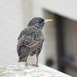 Starling