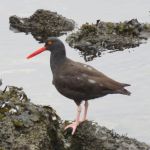 Black Oystercatcher