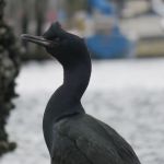 Double Crested Cormorant