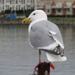 Glaucous-winged Gull