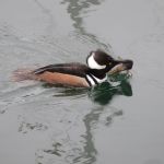 Hooded Merganser