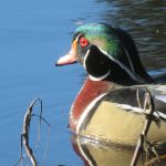 Wood Duck