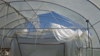 Greenhouse aftermath.jpg