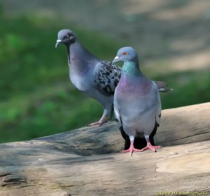 3787980398_cbf23f841c_b