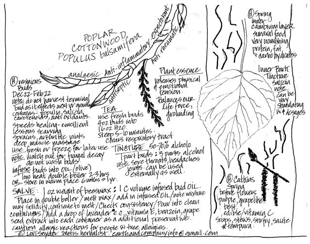Poplarcottonwood 001
