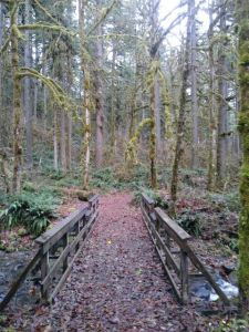 Bridge Lichen2