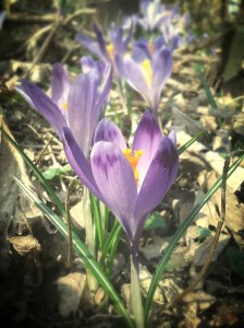 crocuses