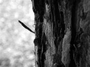 I-Asked-the-Redwoods-by-Nichola-Torbett_800_600_90